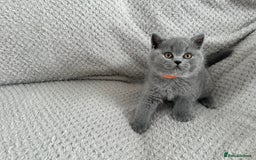 British Shorthair cats for sale: Pedigree BSH kittens  - Image 8