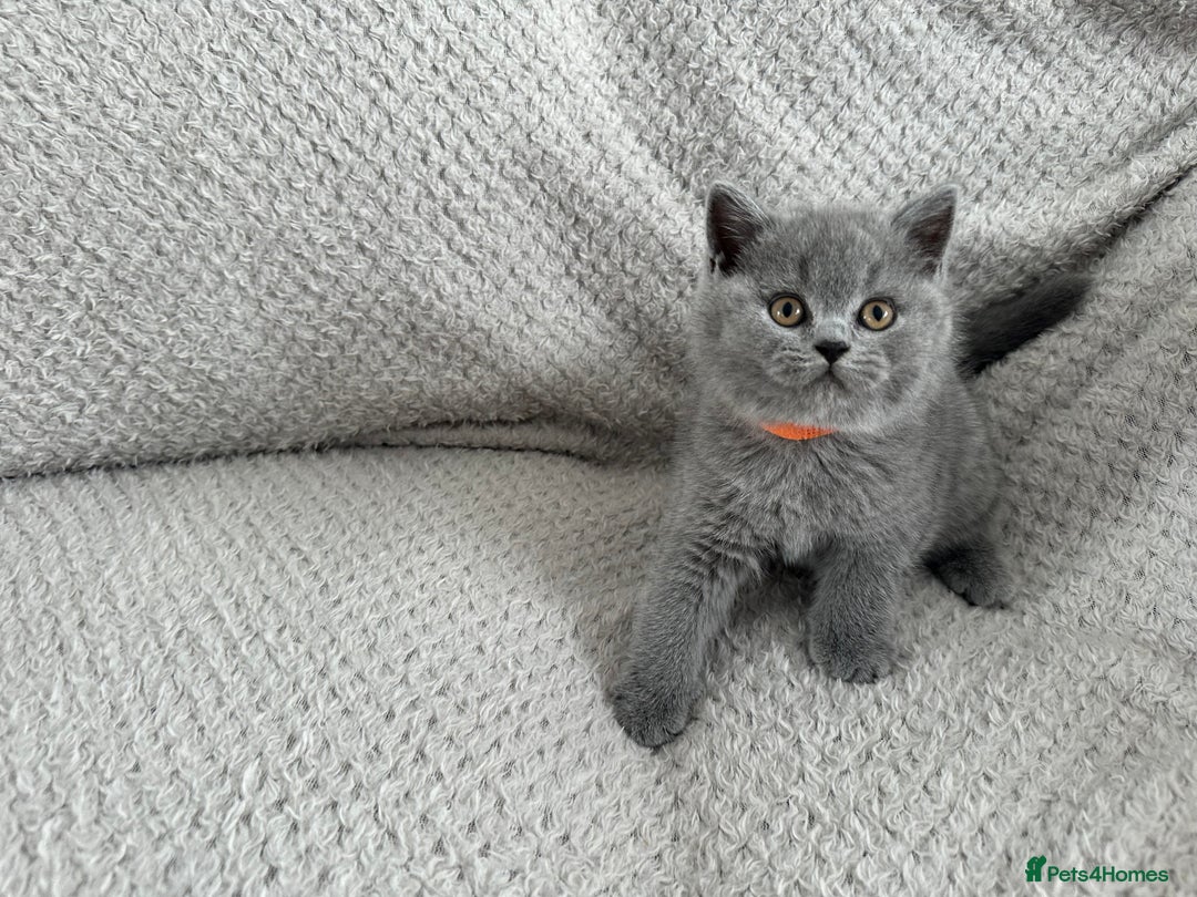 British Shorthair cats for sale: Pedigree BSH kittens  - Image 8