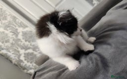 Mixed Breed cats for sale: Beautiful X Mainecoon babies  - Image 1