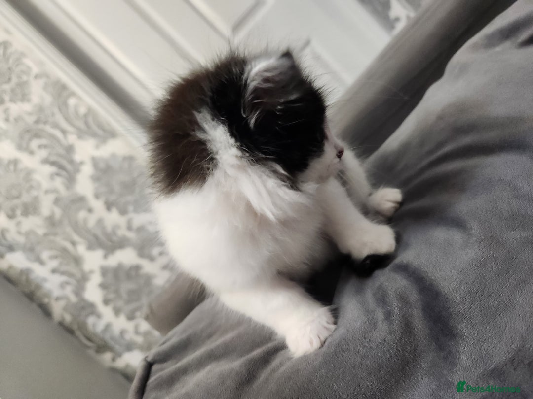 Mixed Breed cats for sale: Beautiful X Mainecoon babies  - Image 1