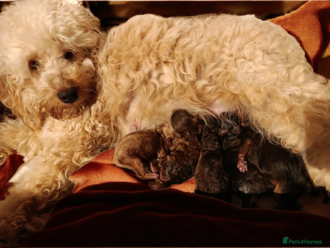 Cockapoo dogs for sale: F1b Cockapoos  - Advert 6