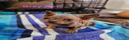 Sphynx cats for sale: Sphynx kittens  in Bargoed - Advert 3