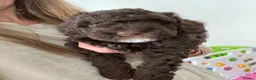 Mixed Breed dogs for sale: Intervariety Brown phantom Male Poodle  in Rugeley - Advert 13