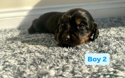 Cocker Spaniel dogs for sale: KC Reg Health Tested Working Cocker Spaniels - Image 17