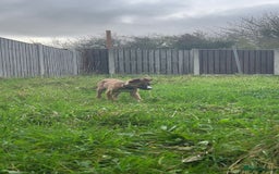 Mixed Breed dogs for sale: Collie bull greyhound puppies - Image 1