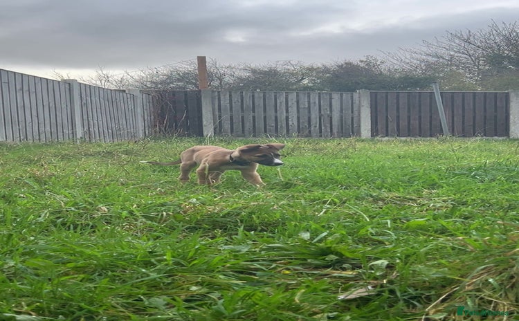 Mixed Breed dogs - Advert 12