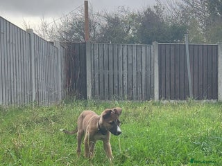 Mixed Breed dogs Collie bull greyhound puppies - Advert 9