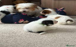 Shih Tzu dogs for sale: Shih tzu puppy’s  - Image 5