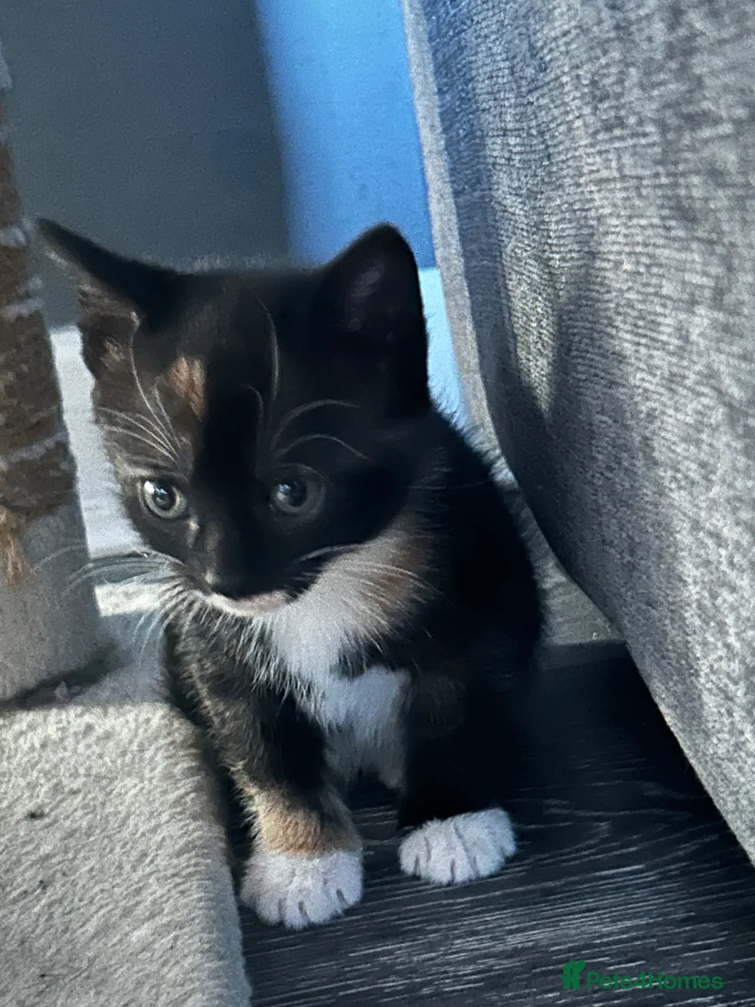 Mixed Breed cats for sale: 5 beautiful tri coloured kittens in Tewkesbury - Advert 2