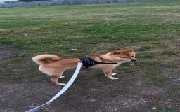 Japanese Shiba Inu dogs for stud: Shiba for stud  - Image 2