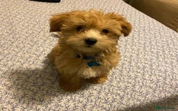Maltipoo dogs for sale: ✨ Adorable Maltipoo Puppies Ready for New Homes! ✨ - Image 3