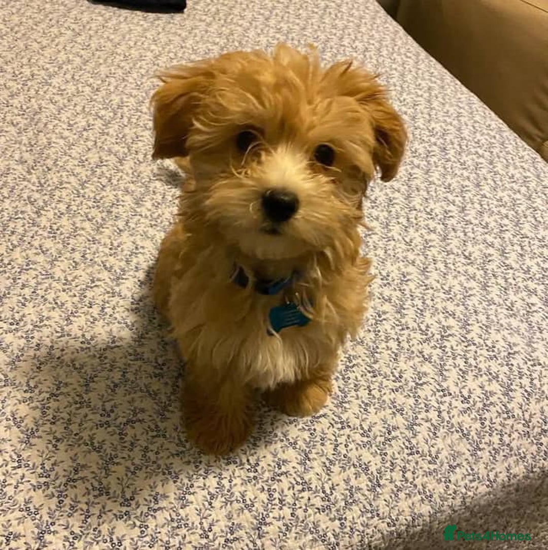 Maltipoo dogs for sale: ✨ Adorable Maltipoo Puppies Ready for New Homes! ✨ - Image 3