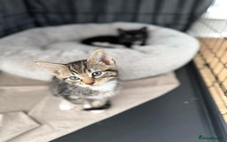 Mixed Breed cats for sale: 3 12-week old kittens available - Image 7