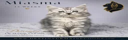 Maine Coon cats for sale: Ready Now - 5 Top Pedigree MCO Kittens in Coventry - Advert 3