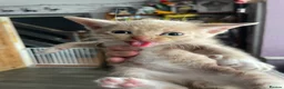 Mixed Breed cats for sale: Kittens  - Advert 3