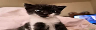 Mixed Breed Kitten 1