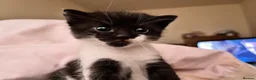 Mixed Breed cats for sale: Lucy & Yuki - Advert 3