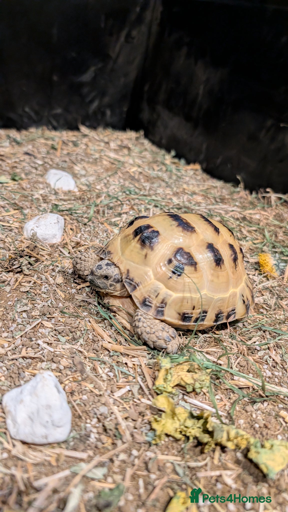Tortoise reptiles Horsefield Tortoise and complete set up - Advert 1