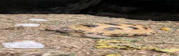 Tortoise reptiles for sale: Horsefield Tortoise and complete set up - Advert 1