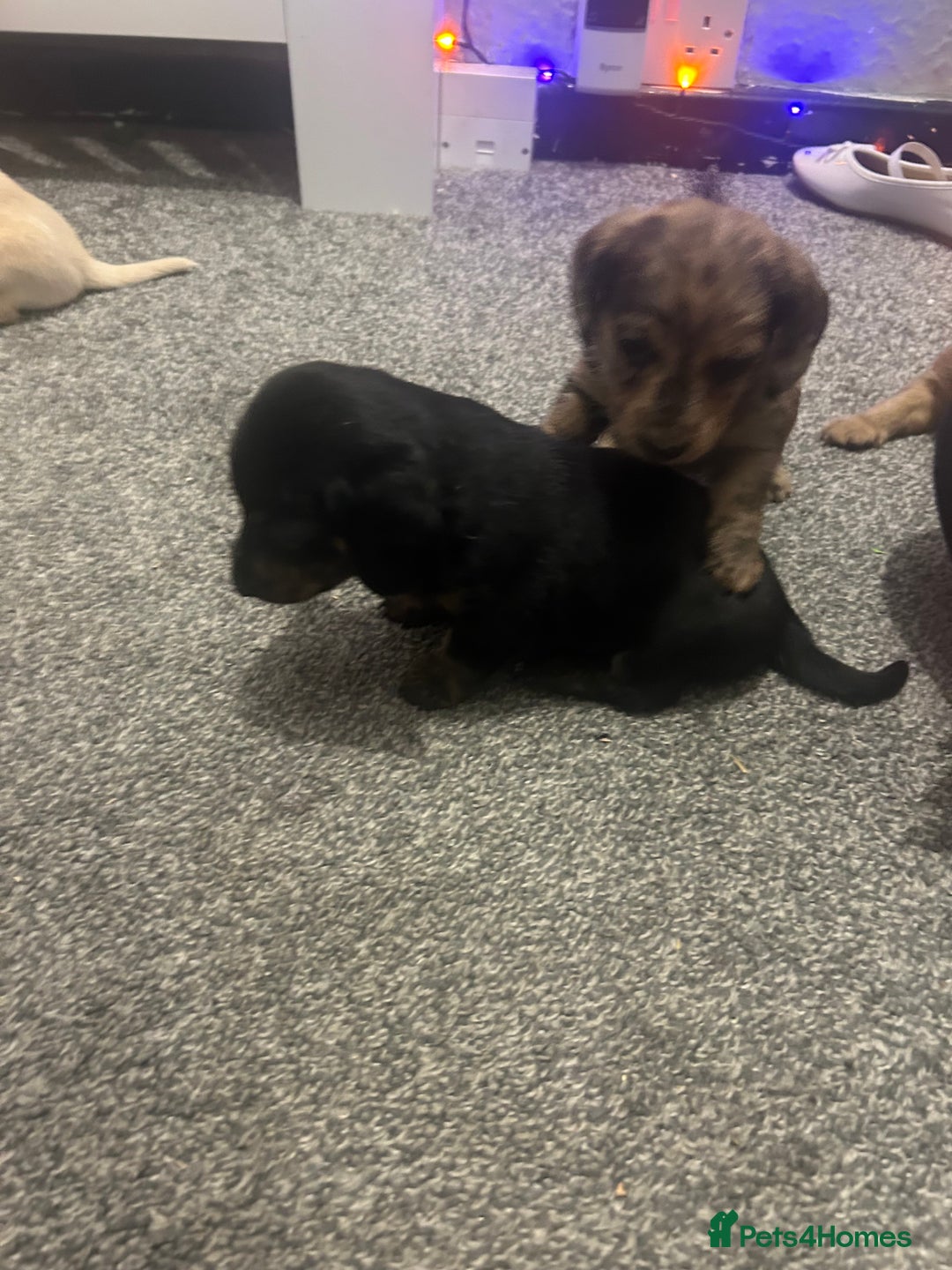 Miniature Dachshund dogs for sale: Miniature dachshunds  - Image 13