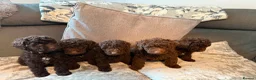 Cockapoo dogs for sale: Cockapoo F1B - Advert 25
