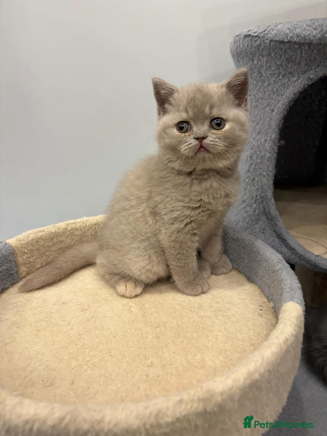 British Shorthair cats for sale: BSH ready to go! Pedigree parents both can be seen - Advert 2
