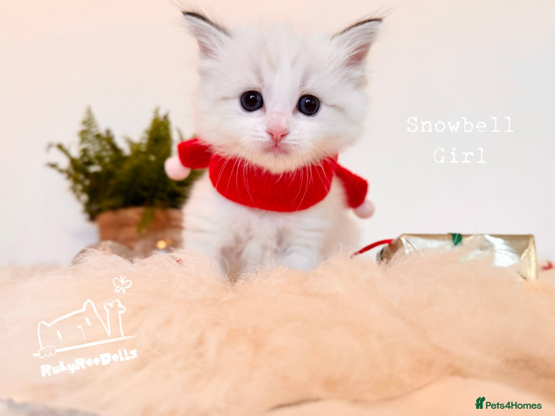 Ragdoll cats for sale: 🌟DNA Test🏆GCCF/TICA Championship Ragdoll Kitten - Advert 24