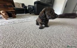 Mixed Breed dogs for sale: Doxiepoo puppys, Dachshund, Poodle - Image 5