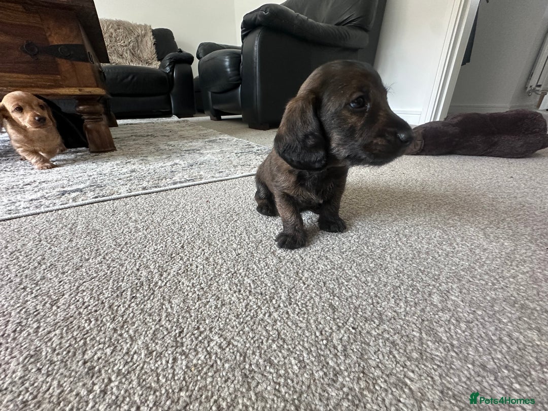 Mixed Breed dogs for sale: Doxiepoo puppys, Dachshund, Poodle - Image 5