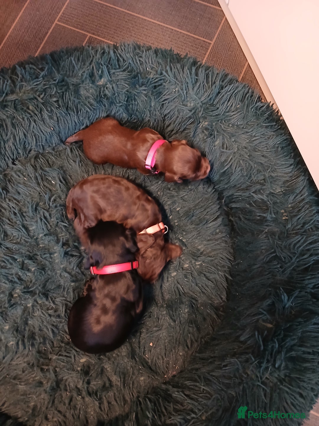 Cocker Spaniel dogs for sale: Cocker spaniel puppies - Advert 8