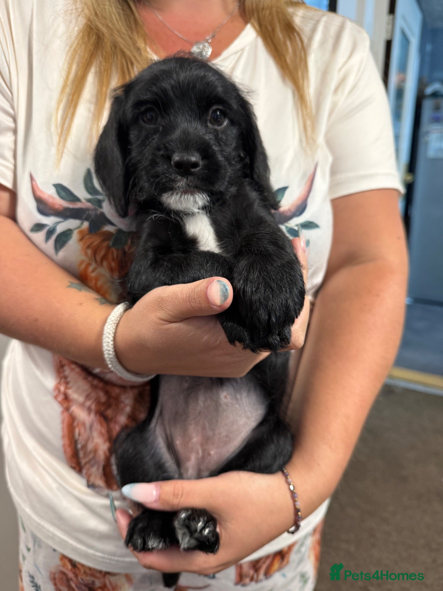 Mixed Breed dogs Cockapoo x Shih-poo puppies - Advert 16