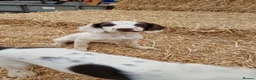 English Springer Spaniel dogs for sale: KC registered English Springer Spaniel puppies. - Advert 5