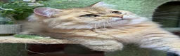 British Longhair cats for sale: Stunning British Longhair kittens  - Advert 4