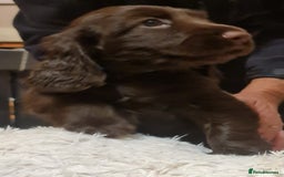 Field Spaniel dogs for sale: extremely rare Field Spaniel puppy available - Image 2