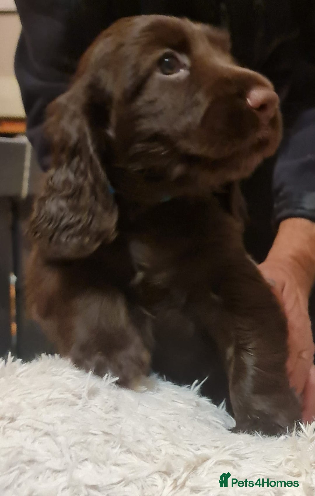 Field Spaniel dogs for sale: extremely rare Field Spaniel puppy available - Image 2