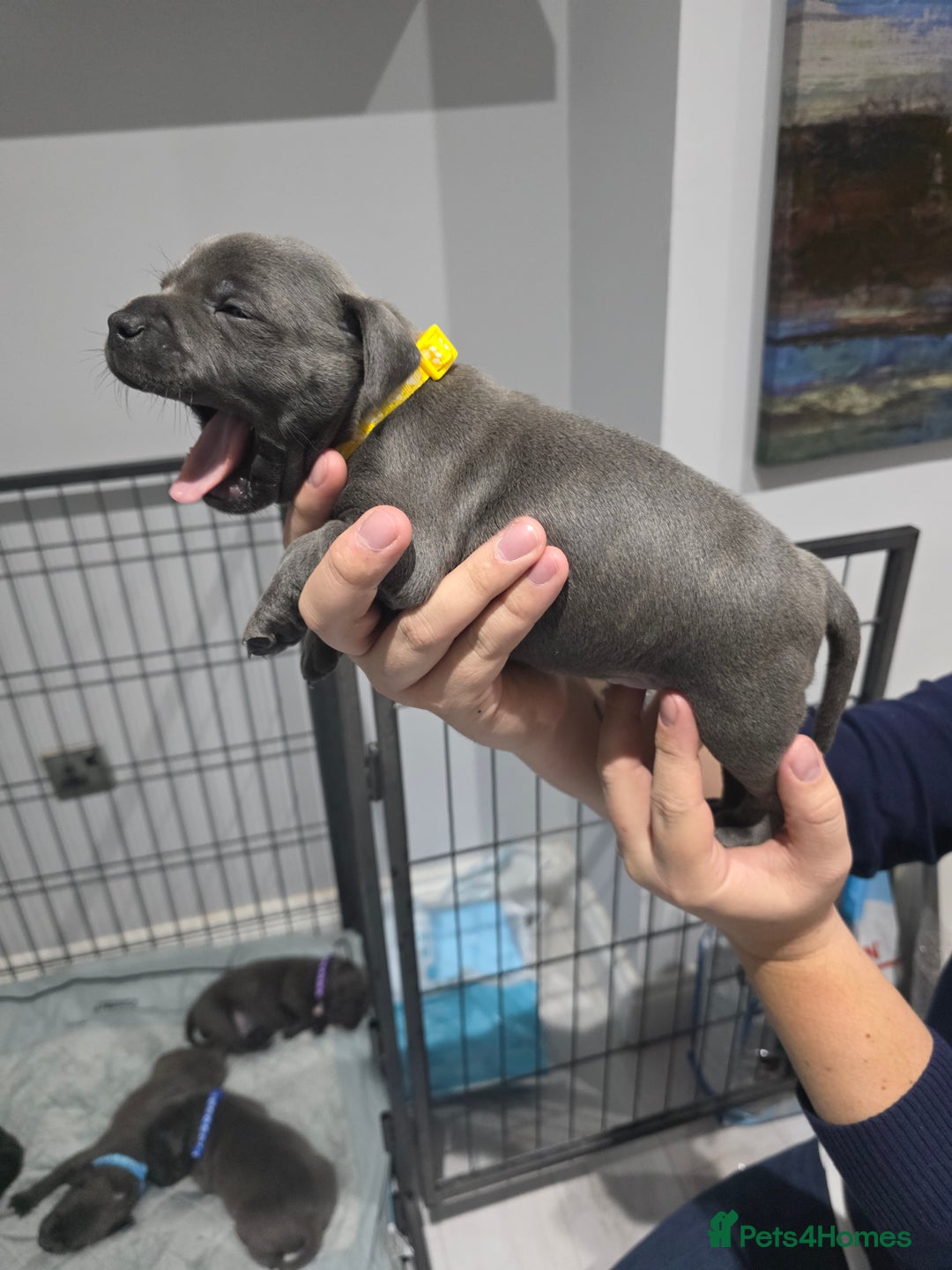 Staffordshire Bull Terrier dogs for sale: Beautiful Staffordshire Bull Terrier Puppies - Advert 21