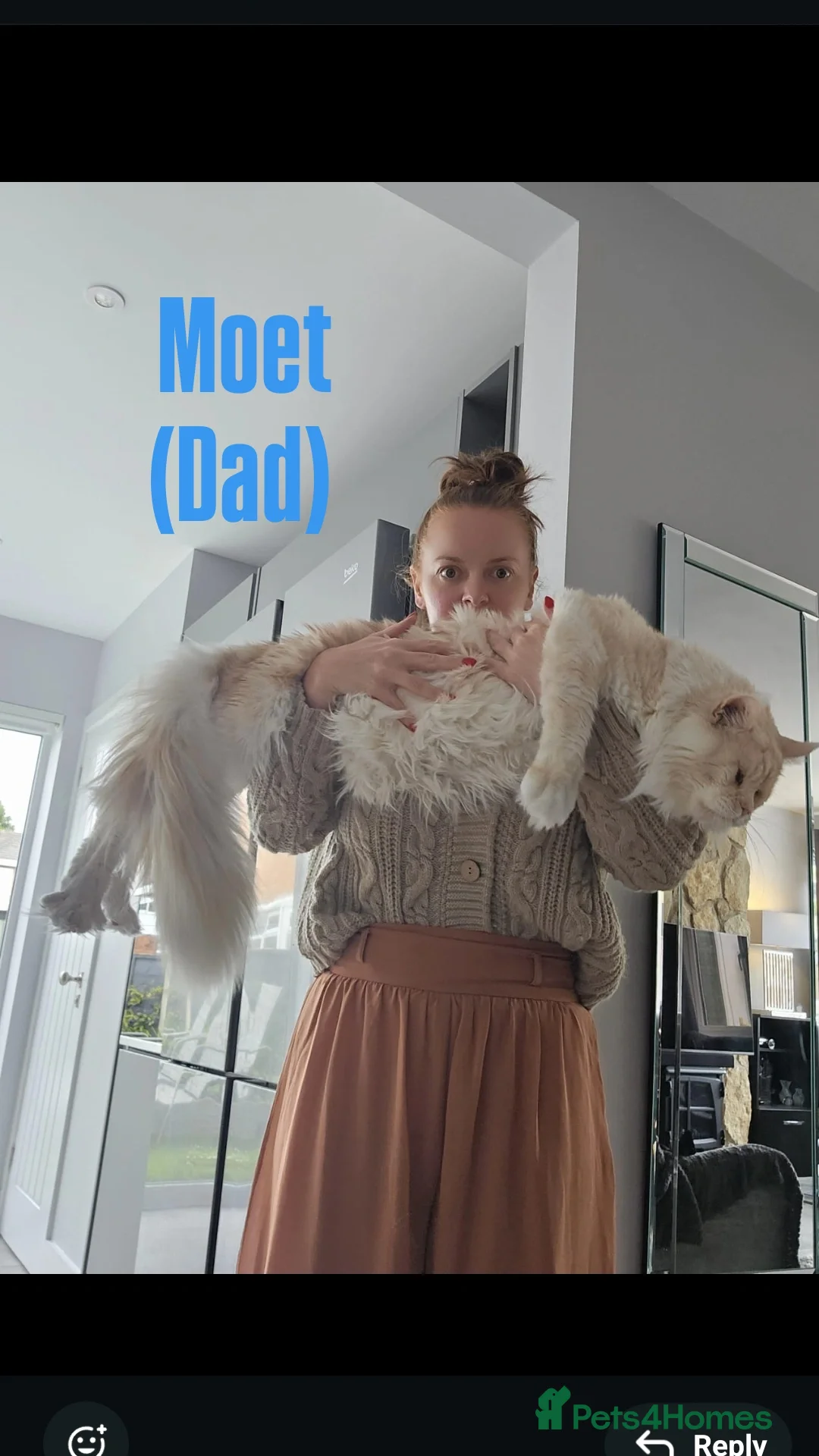 Maine Coon cats for sale: Rare Pure Breed Mainecoons - Image 17