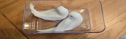 Budgerigars birds for sale: Gorgeous Baby Budgies - Advert 9