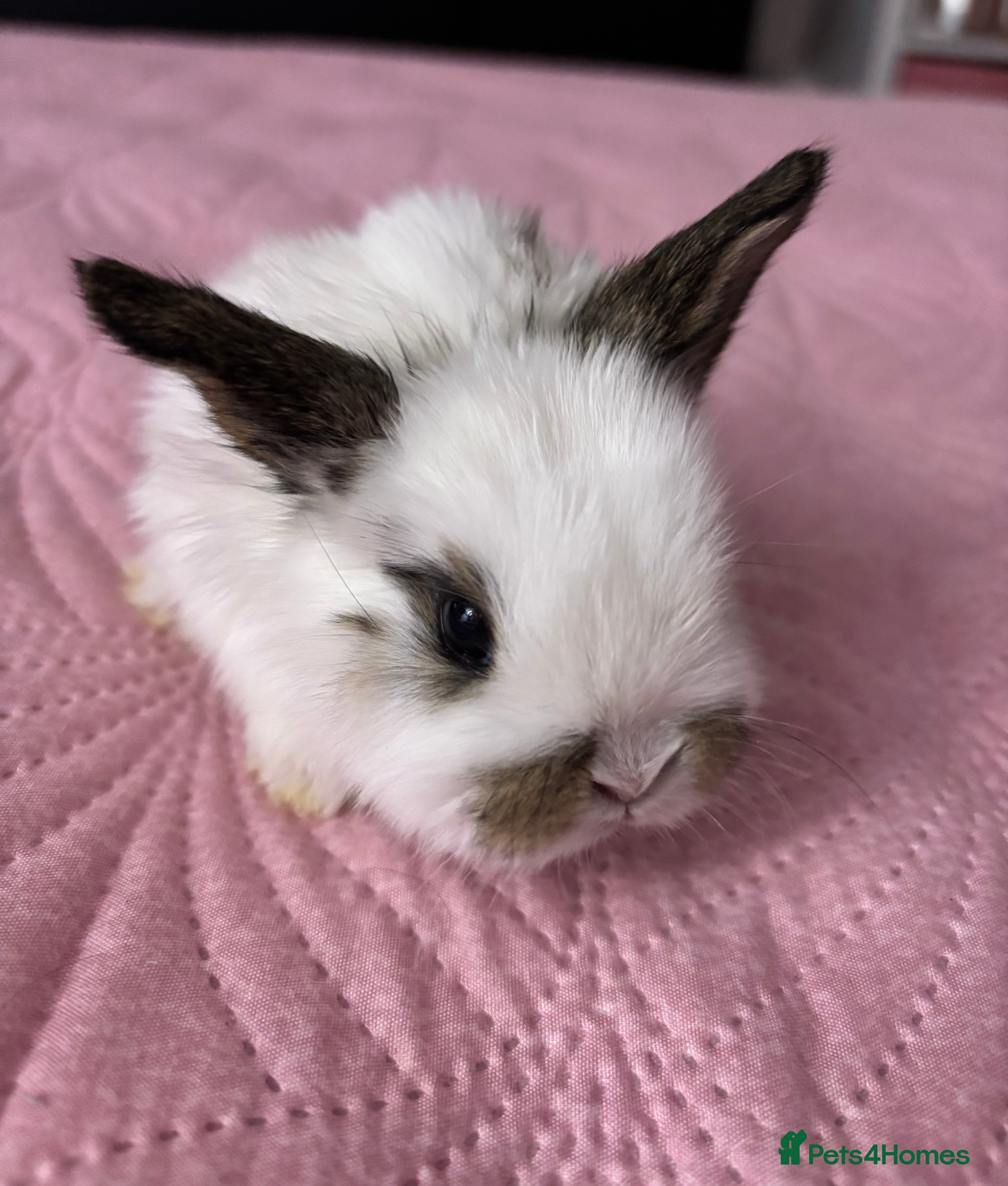 Mixed Breed rabbits 7 Gorgeous mixed dwarf hotot minilops  - Advert 1