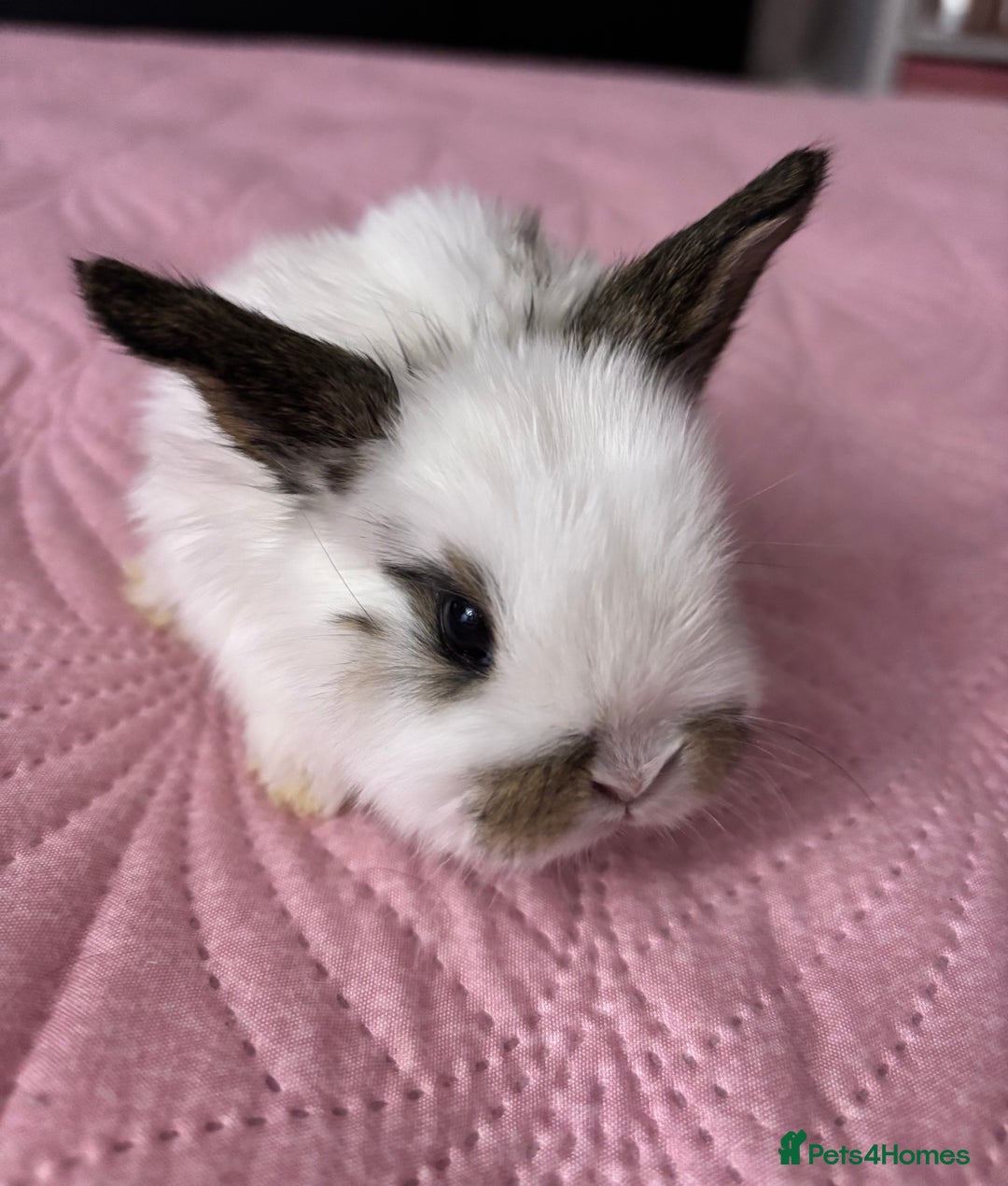 Mixed Breed rabbits for sale: 7 Gorgeous mixed dwarf hotot minilops  - Advert 1