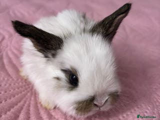 Mixed Breed rabbits 7 Gorgeous mixed dwarf hotot minilops - Advert 1