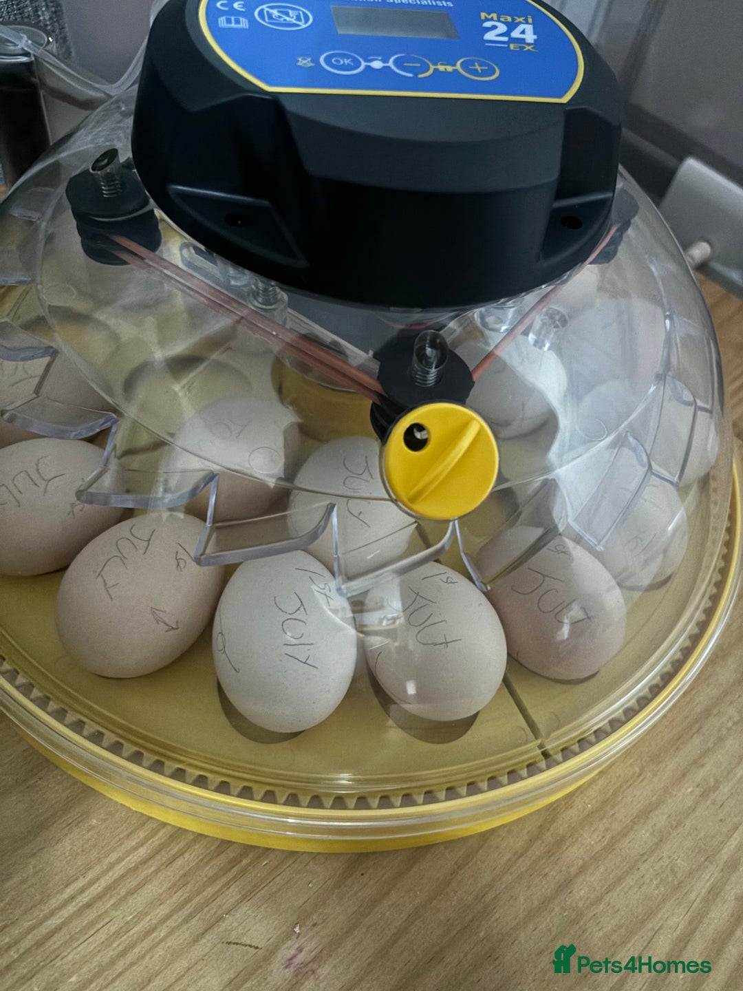 Chickens poultry for sale: Buff Orpington chicks  - Image 2