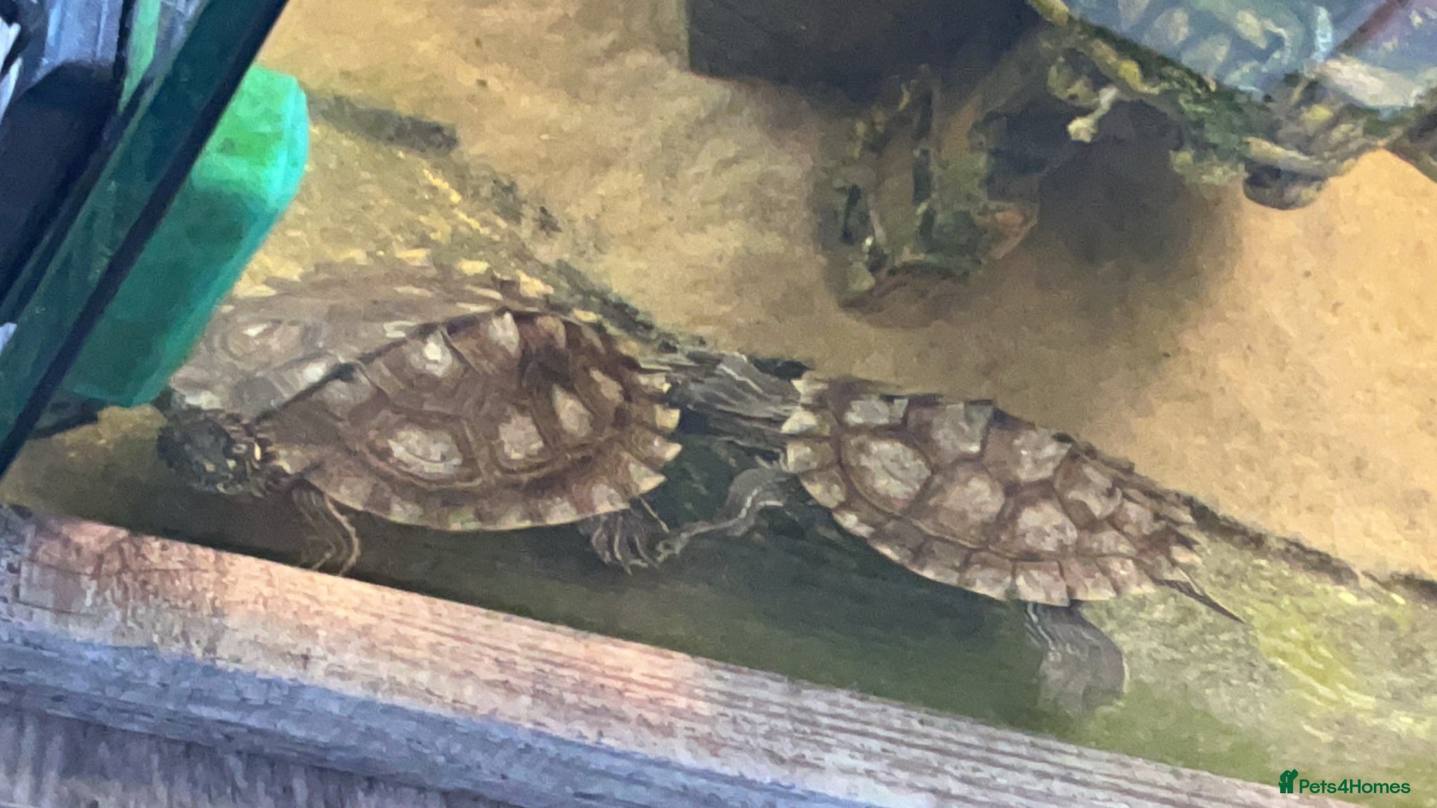Turtle reptiles Ouachita Map Turtles  - Advert 2