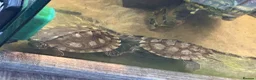 Turtle reptiles for sale: Ouachita Map Turtles  - Advert 1