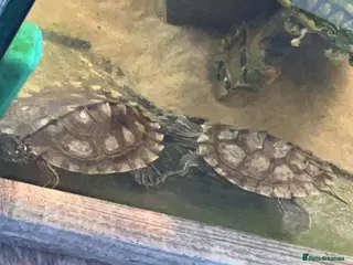 Turtle reptiles Ouachita Map Turtles - Advert 2