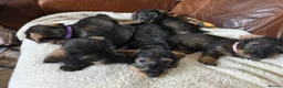Dachshund dogs for sale: Five miniature Wire Haired Dachshund puppies - Advert 3