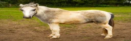 Welsh Section A horses for sale: 🐴 GIZMO – 6 Year Old Welsh Cross Gelding 🐴 - Advert 5