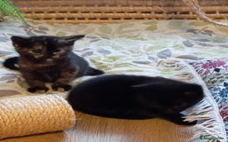 Mixed Breed cats for sale: Cute kittens - Image 20
