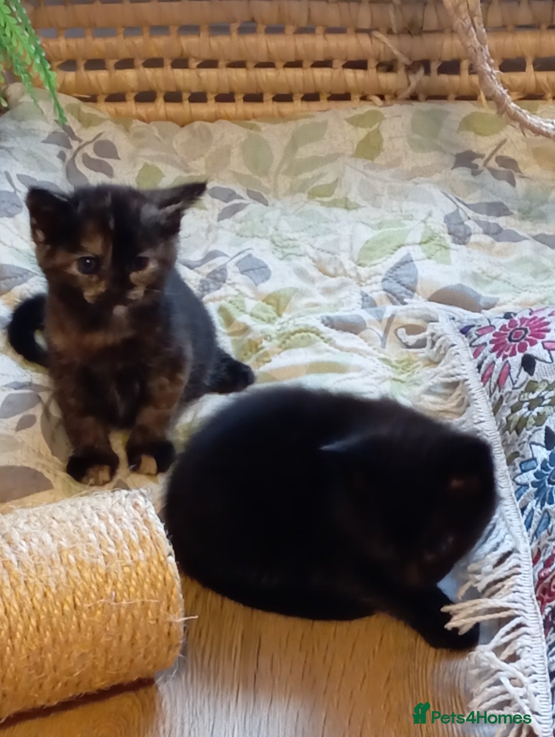 Mixed Breed cats for sale: Cute kittens - Image 20