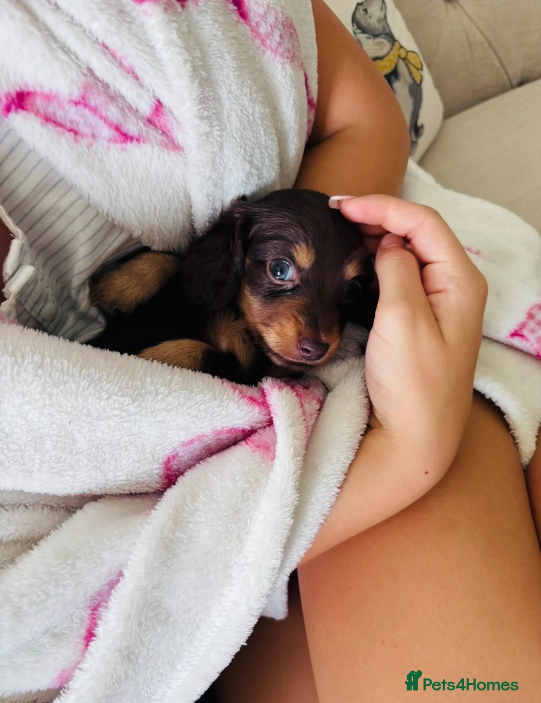 Miniature Dachshund dogs for sale: True miniature dachshund  - Advert 1